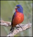 _8SB8387 painted bunting